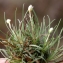  Liliane Roubaudi - Armeria girardii (Bernis) Litard. [1955]