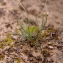  Liliane Roubaudi - Armeria girardii (Bernis) Litard. [1955]