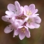  Liliane Roubaudi - Armeria girardii (Bernis) Litard. [1955]