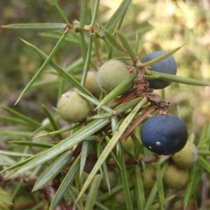 Photographie n°180119 du taxon Juniperus communis L. [1753]