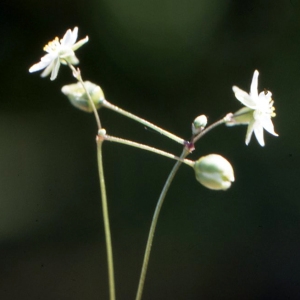 Photographie n°180138 du taxon Spergula morisonii Boreau [1847]