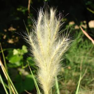 Photographie n°180173 du taxon Bothriochloa barbinodis (Lag.) Herter [1940]