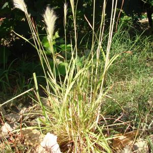 Photographie n°180175 du taxon Bothriochloa barbinodis (Lag.) Herter [1940]