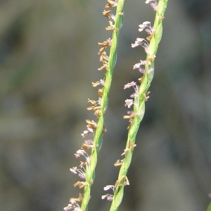 Fibichia umbellata var. biflora Beck (Chiendent pied-de-poule)