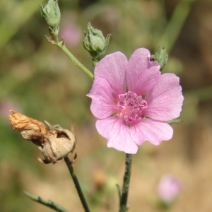 Photographie n°180196 du taxon Althaea cannabina L.