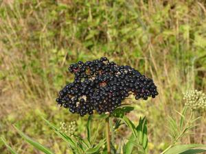 Paul Fabre, le  4 août 2013 (Montferrier-sur-Lez)