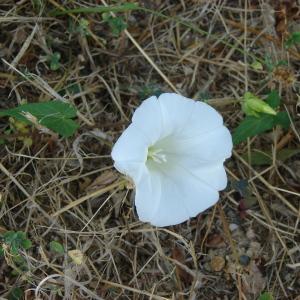 Photographie n°180213 du taxon Calystegia sepium (L.) R.Br.