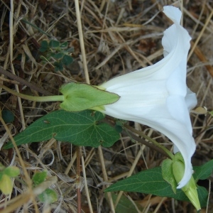 Photographie n°180215 du taxon Calystegia sepium (L.) R.Br.