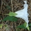  Paul Fabre - Calystegia sepium (L.) R.Br.