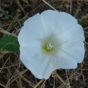 Photographie n°180217 du taxon Calystegia sepium (L.) R.Br.