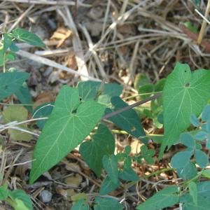 Photographie n°180219 du taxon Calystegia sepium (L.) R.Br.