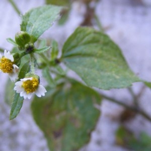 Photographie n°180221 du taxon Galinsoga quadriradiata Ruiz & Pav. [1798]