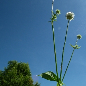 Photographie n°180225 du taxon Dipsacus pilosus L. [1753]