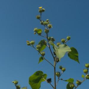 Photographie n°180233 du taxon Abutilon theophrasti Medik.