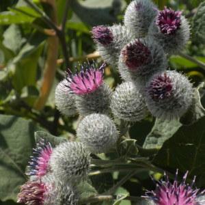 Arctium tomentosum Mill. (Bardane tomenteuse)