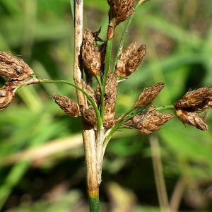 Scirpus lacustris var. foliosus (Des Moul.) Rouy (Jonc-des-chaisiers)