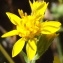  Jean-Claude Echardour - Solidago virgaurea subsp. virgaurea