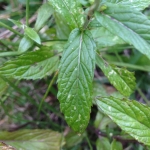 Mentha spicata subsp. glabrata (Lej. & Courtois) Lebeau (Menthe glabre)