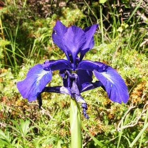 Photographie n°180276 du taxon Iris xiphioides Ehrh. [1792]