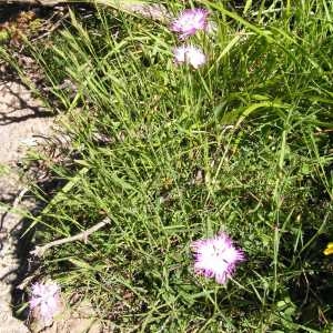 Photographie n°180281 du taxon Dianthus hyssopifolius subsp. hyssopifolius