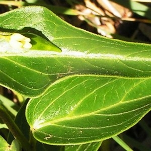 Vincetoxicum hirundinaria Medik. subsp. hirundinaria (Dompte-venin)
