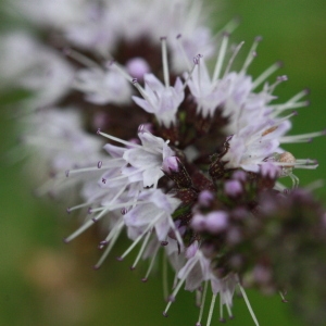 Photographie n°180300 du taxon Mentha spicata subsp. glabrata (Lej. & Courtois) Lebeau [1973]