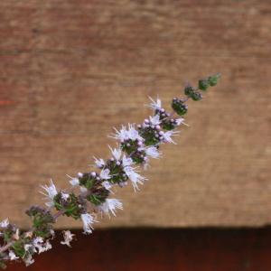 Photographie n°180305 du taxon Mentha spicata subsp. glabrata (Lej. & Courtois) Lebeau [1973]