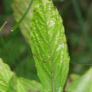  - Mentha spicata subsp. glabrata (Lej. & Courtois) Lebeau [1973]