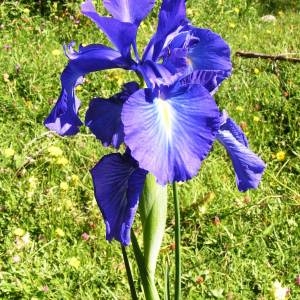 Iris latifolia (Mill.) Voss (Iris à larges feuilles)