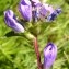  Alain Bigou - Campanula glomerata subsp. glomerata 