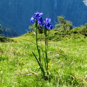 Photographie n°180334 du taxon Iris xiphioides Ehrh. [1792]