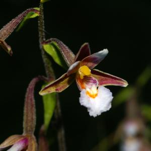 Epipactis palustris (L.) Crantz (Épipactis à longues feuilles)