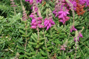 Jean-Luc Gorremans, le  2 août 2013 (Douarnenez (GR 34))