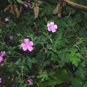 Photographie n°180381 du taxon Geranium endressii J.Gay [1832]