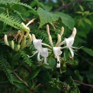 Photographie n°180389 du taxon Lonicera periclymenum L. [1753]