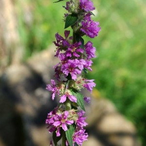 Photographie n°180391 du taxon Lythrum salicaria L. [1753]