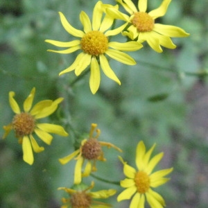 Photographie n°180396 du taxon Jacobaea aquatica (Hill) G.Gaertn., B.Mey. & Scherb. [1801]