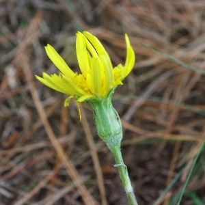  - Scorzonera humilis L. [1753]