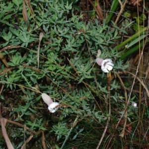 Photographie n°180405 du taxon Silene vulgaris (Moench) Garcke [1869]