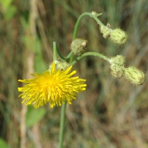 Photographie n°180407 du taxon Sonchus arvensis L. [1753]