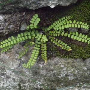 Photographie n°180413 du taxon Asplenium trichomanes L. [1753]