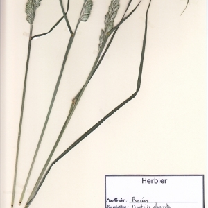 Photographie n°180422 du taxon Dactylis glomerata L. [1753]