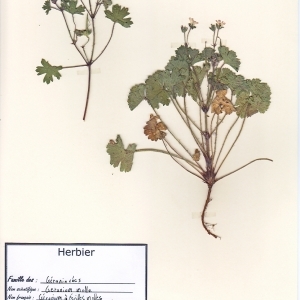 Photographie n°180425 du taxon Geranium molle L. [1753]