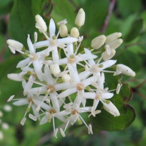 Photographie n°180439 du taxon Cornus sanguinea L. [1753]