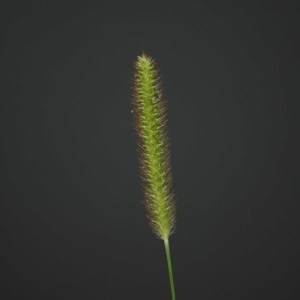 Photographie n°180443 du taxon Setaria pumila (Poir.) Roem. & Schult. [1817]