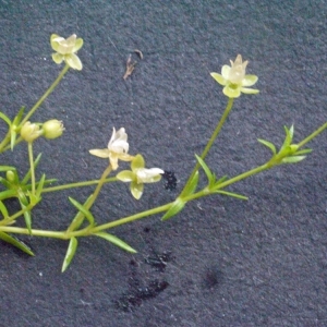 Photographie n°180475 du taxon Sagina procumbens L. [1753]