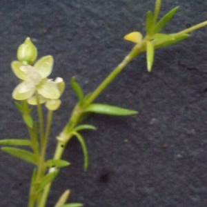 Photographie n°180477 du taxon Sagina procumbens L. [1753]