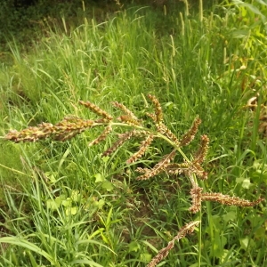 Photographie n°180509 du taxon Echinochloa crus-galli (L.) P.Beauv. [1812]