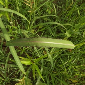 Photographie n°180510 du taxon Echinochloa crus-galli (L.) P.Beauv. [1812]