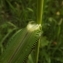  Florent Beck - Echinochloa crus-galli (L.) P.Beauv. [1812]